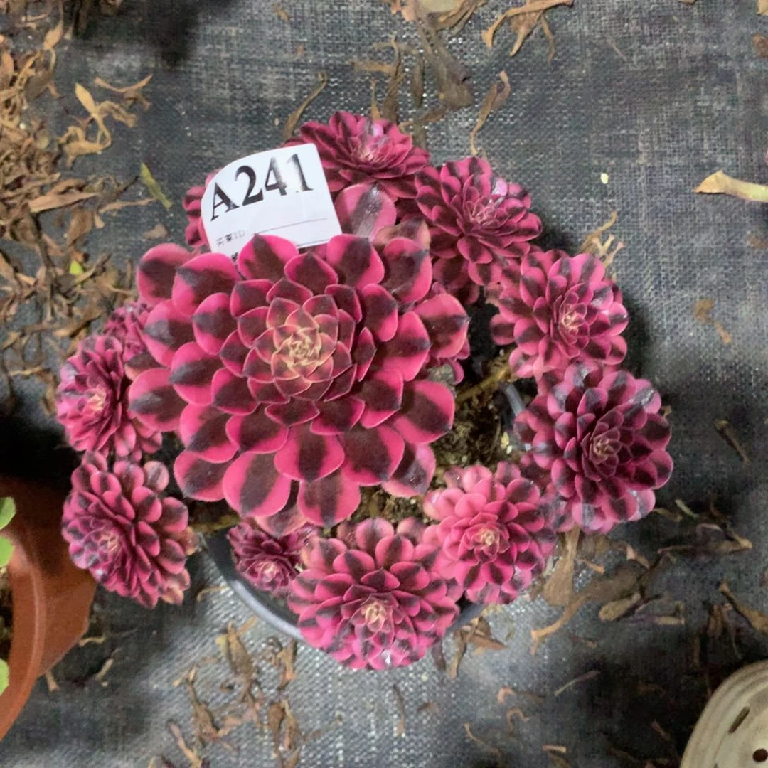 杨****黑同白241法师多肉植物