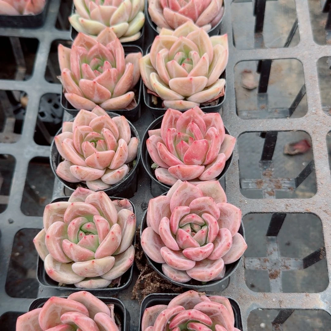 大的红香槟十棵量拍25-56