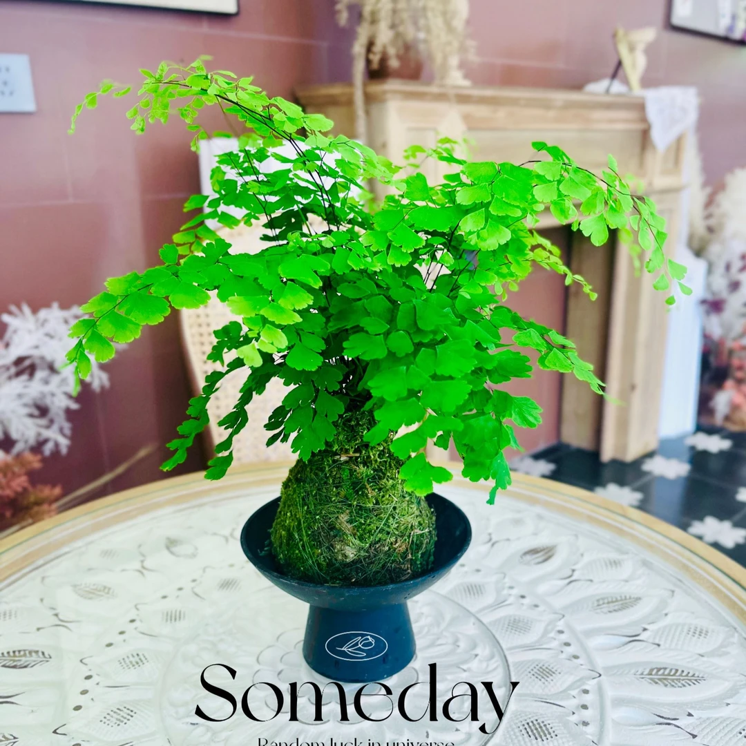 铁线蕨苔藓球室内绿植耐阴盆栽四季常青观赏植物