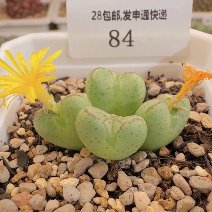 84。