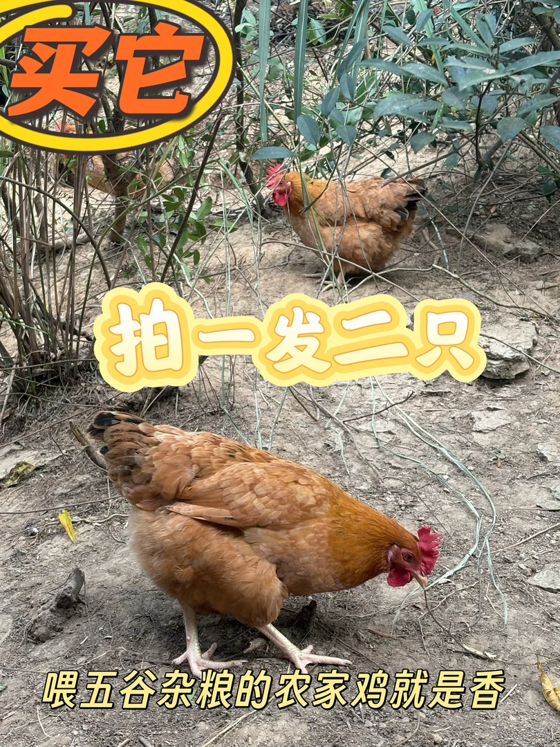 怀集山林散养200天农家文昌鸡2只现场挑鸡活发顺丰冷链包邮