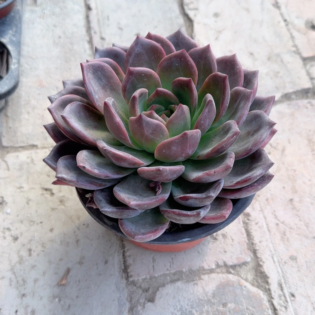 无花朵150超大单头果冻橙