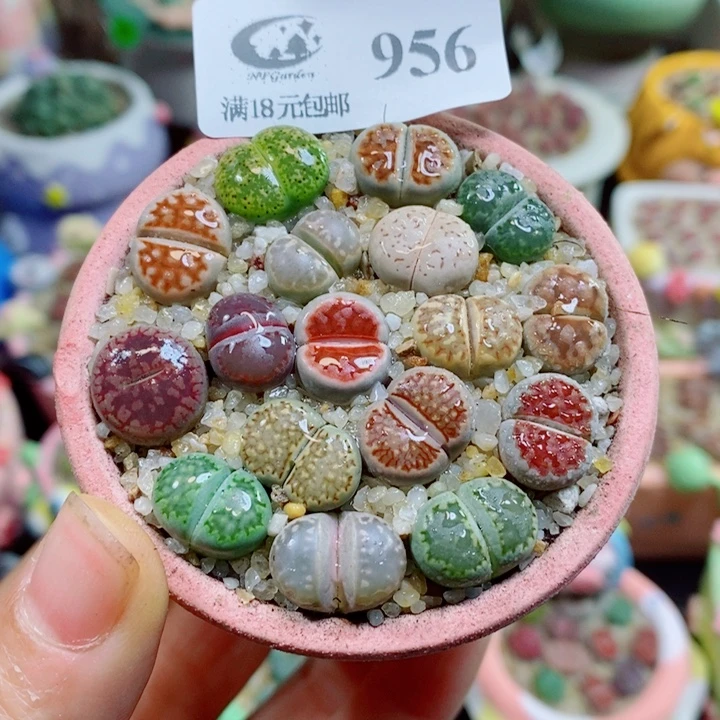 生石花花花花花花956