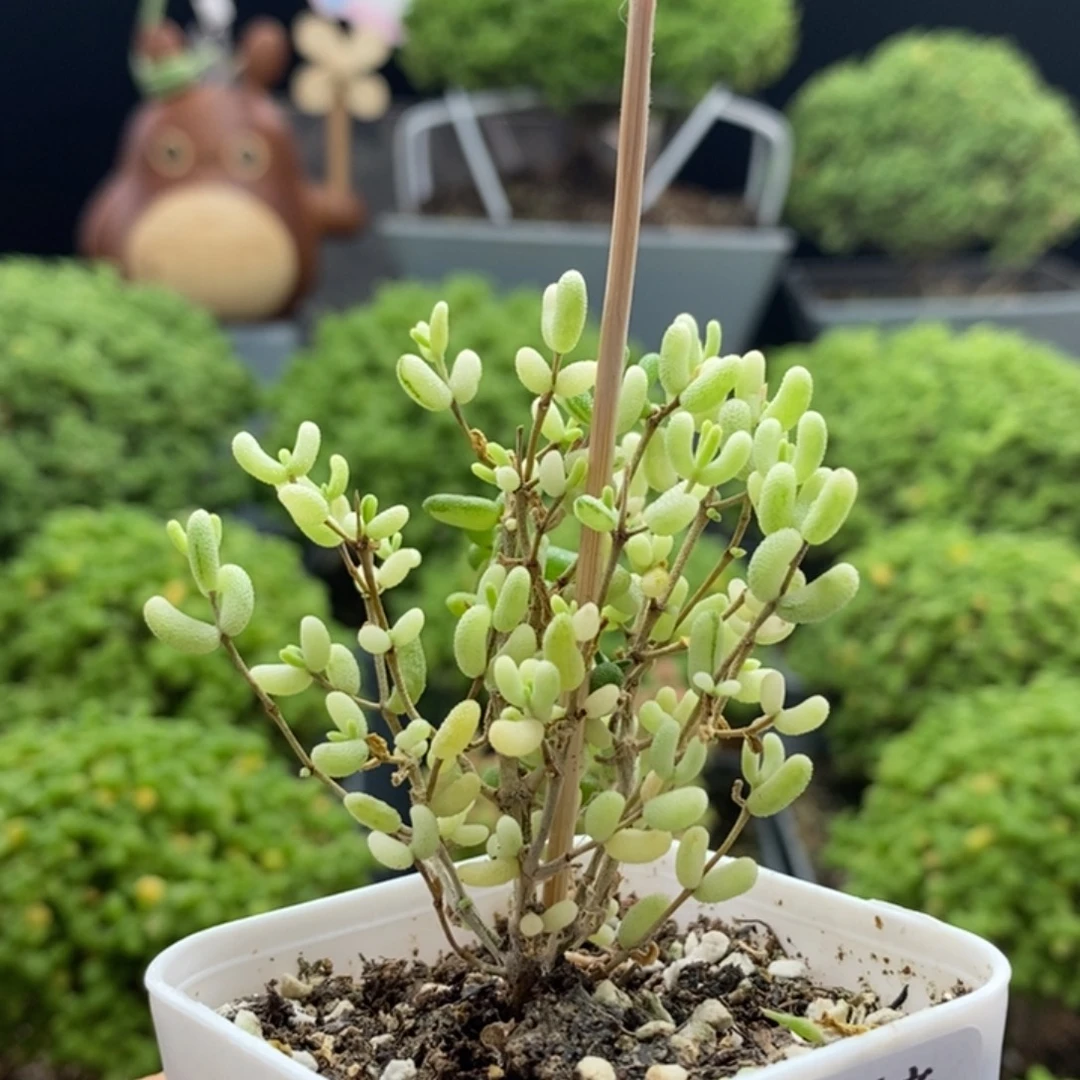 米粒锦8339枝干番杏