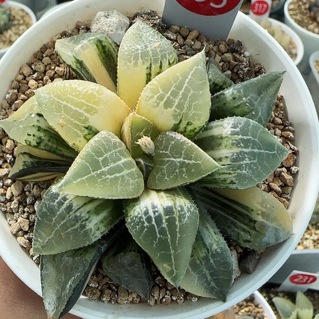 493号实生寿锦8.4左右一物一拍带盆土