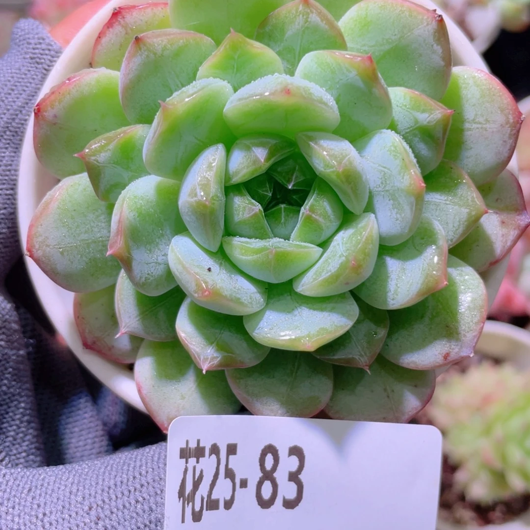花利美25-83白桃汽水
