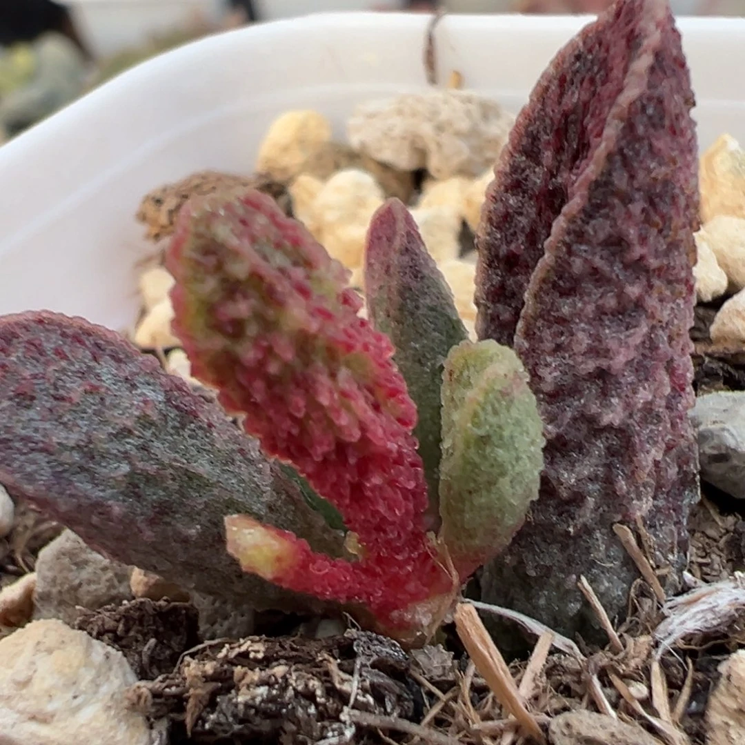 大叶型实生新品大苗多肉