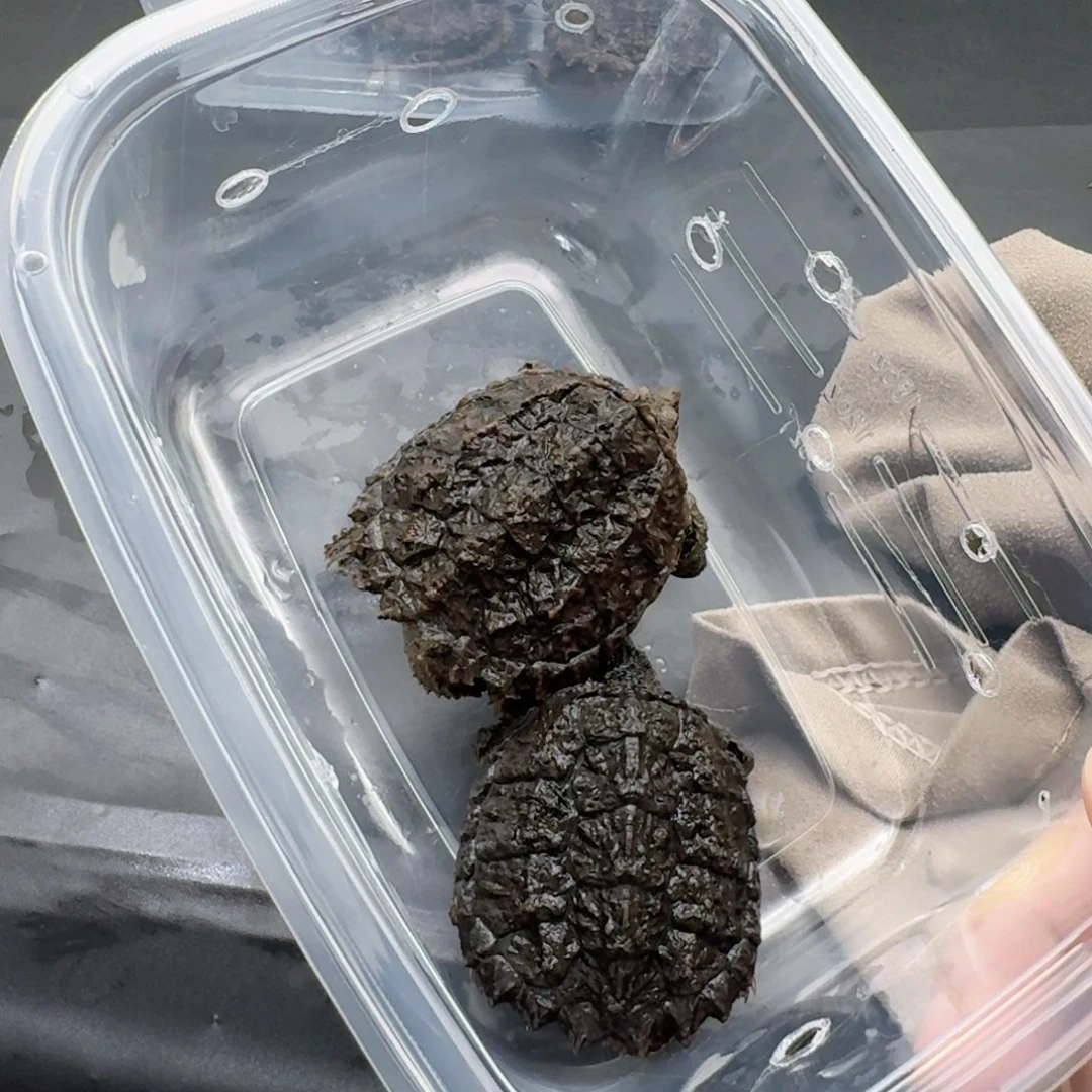 小鳄龟不分公母11