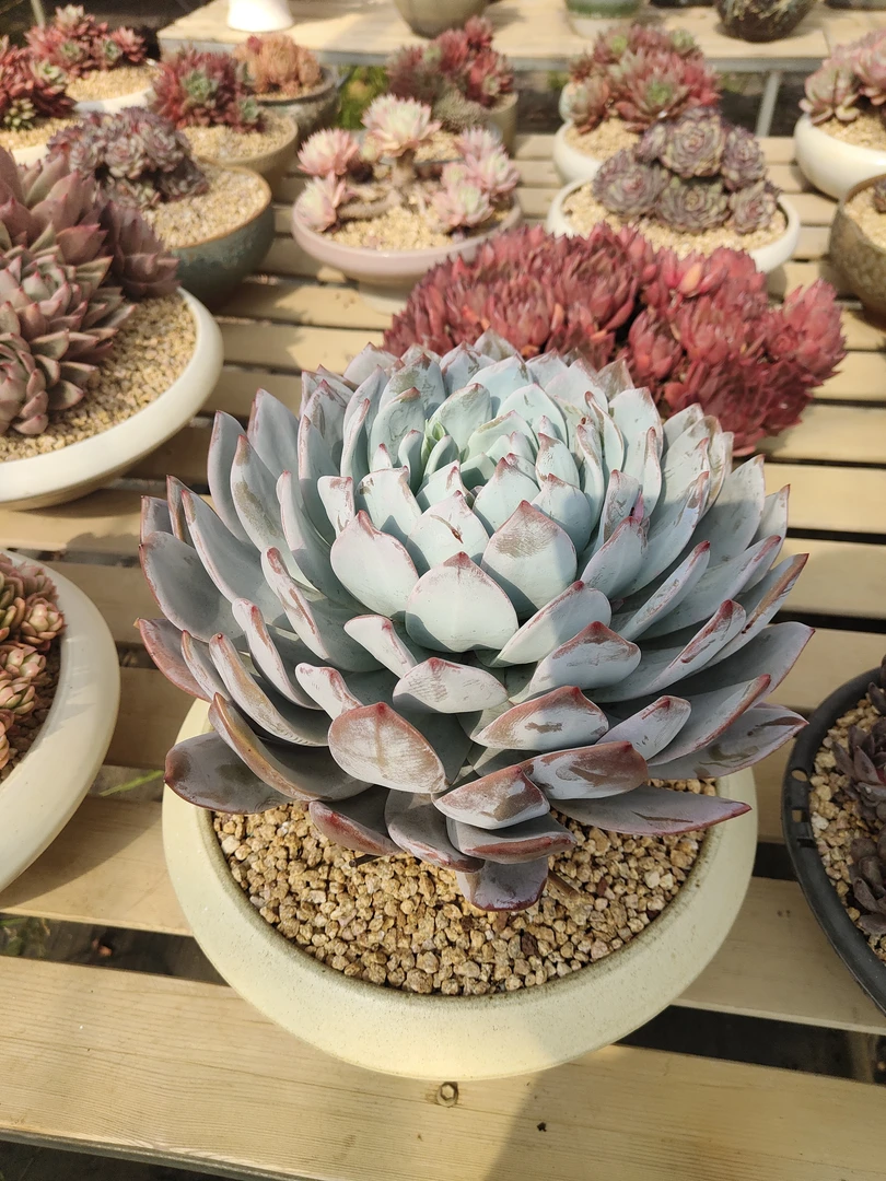 多肉植物常娥大单头