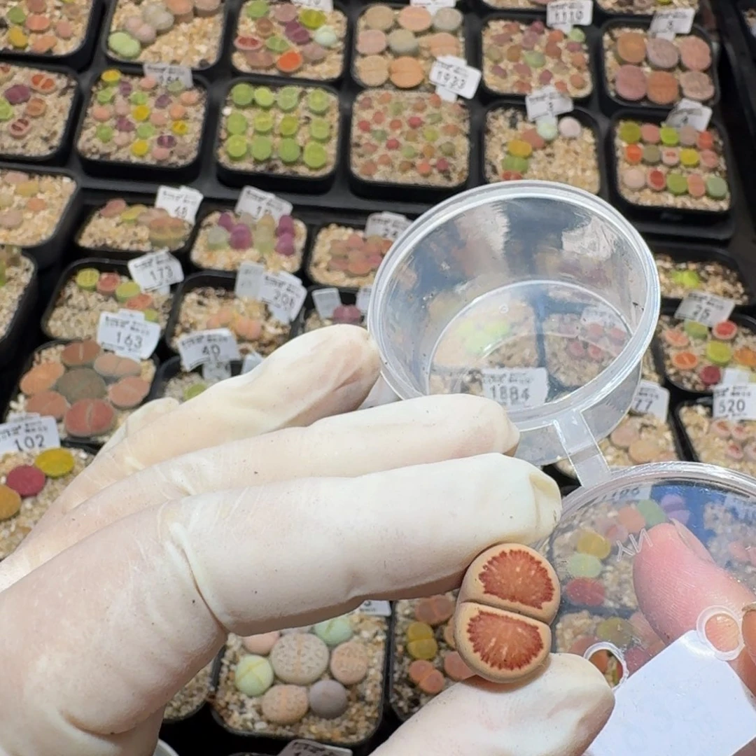 苏***_zzzz生石花肉锥1937