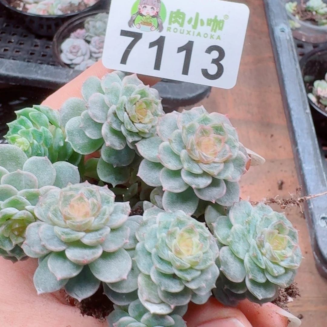 泡***x多肉植物多肉植物