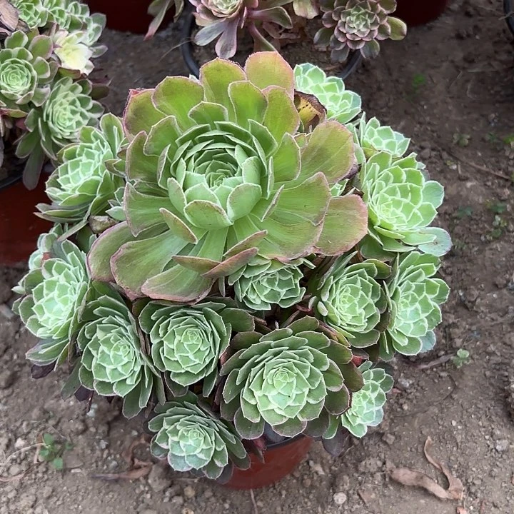 多肉植物万花筒18