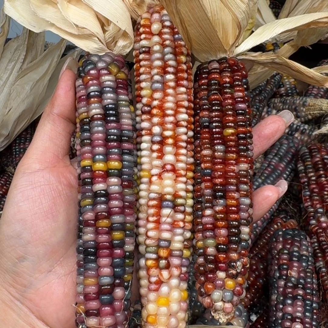 柏香籽/百香籽吊坠?***面