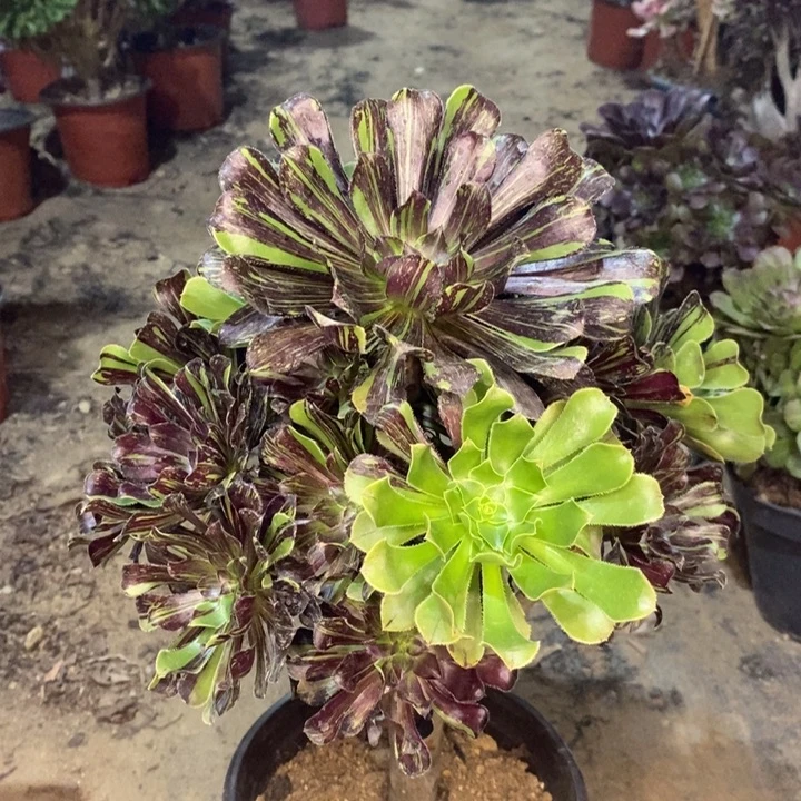 水墨丹青多肉植物11