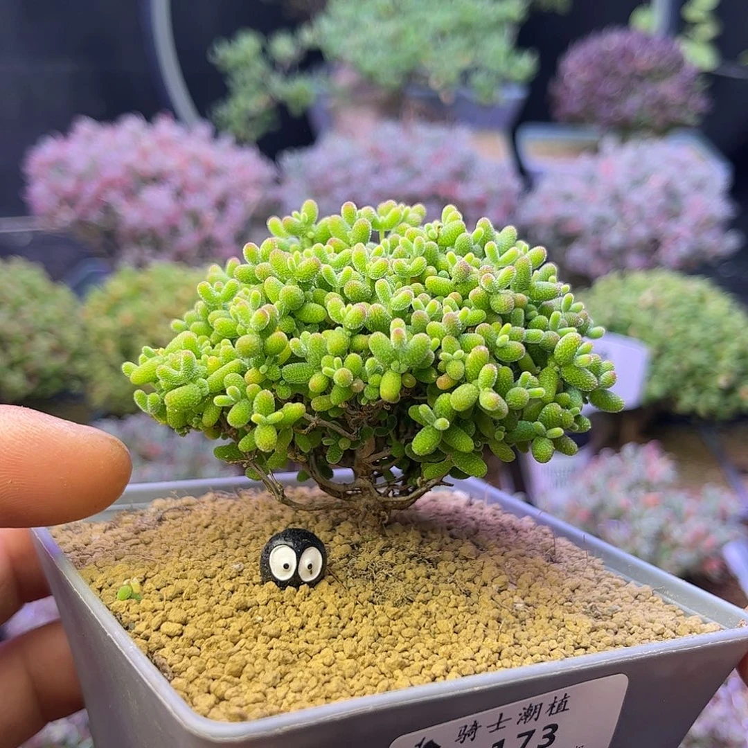 173蜜橘糖球枝干番杏