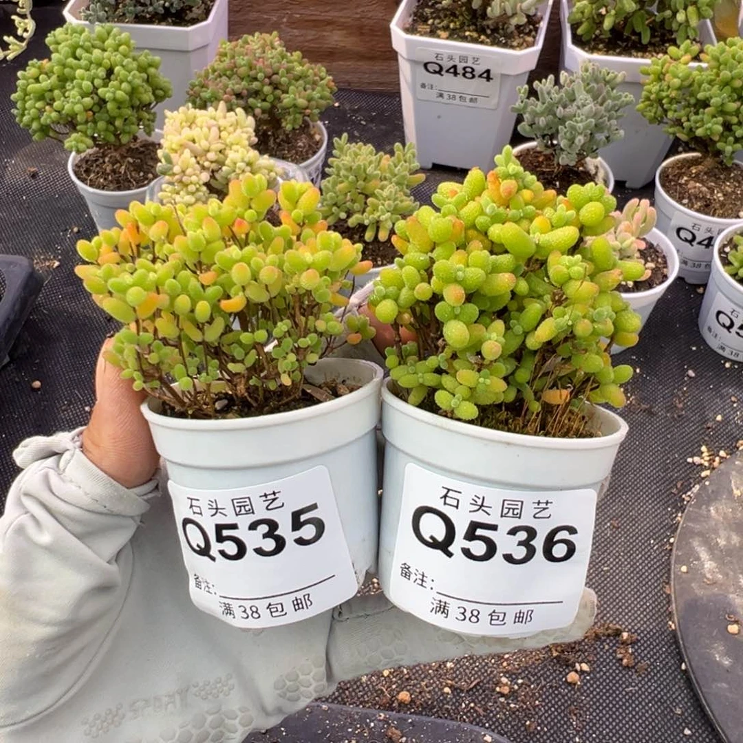 多肉植物枝干金桔蜜橘2颗