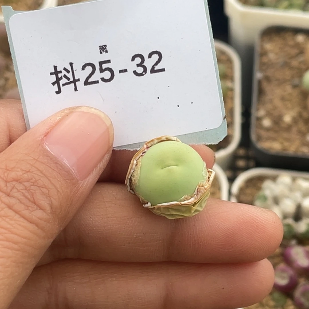 西****子25-32鸽子蛋多肉植物