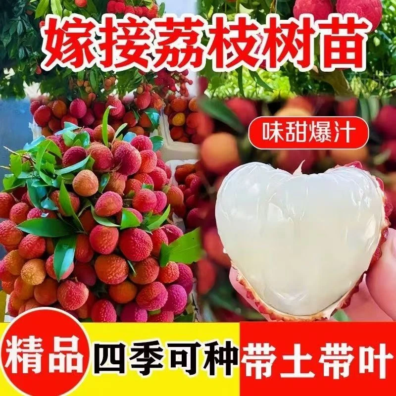 荔枝树苗正宗无核冰荔妃子笑南北方盆栽地栽特级荔枝王