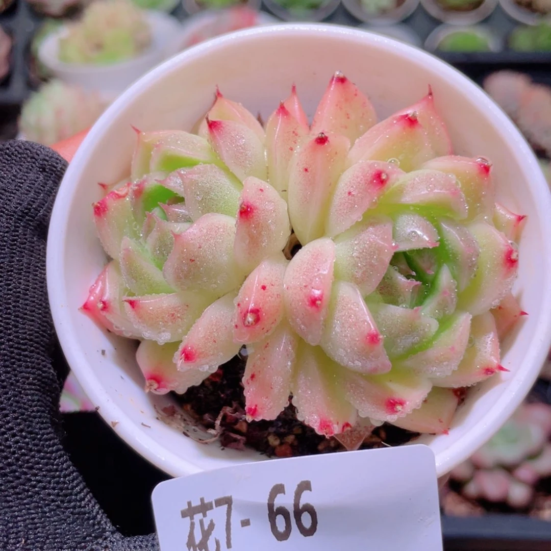 花利美 7-66麦秆