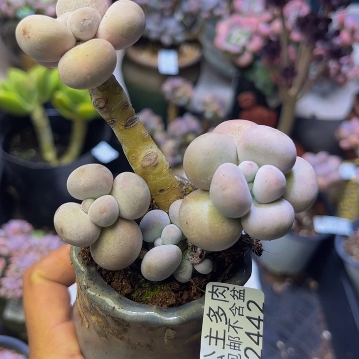 芭比奶酪2442/7cm多肉