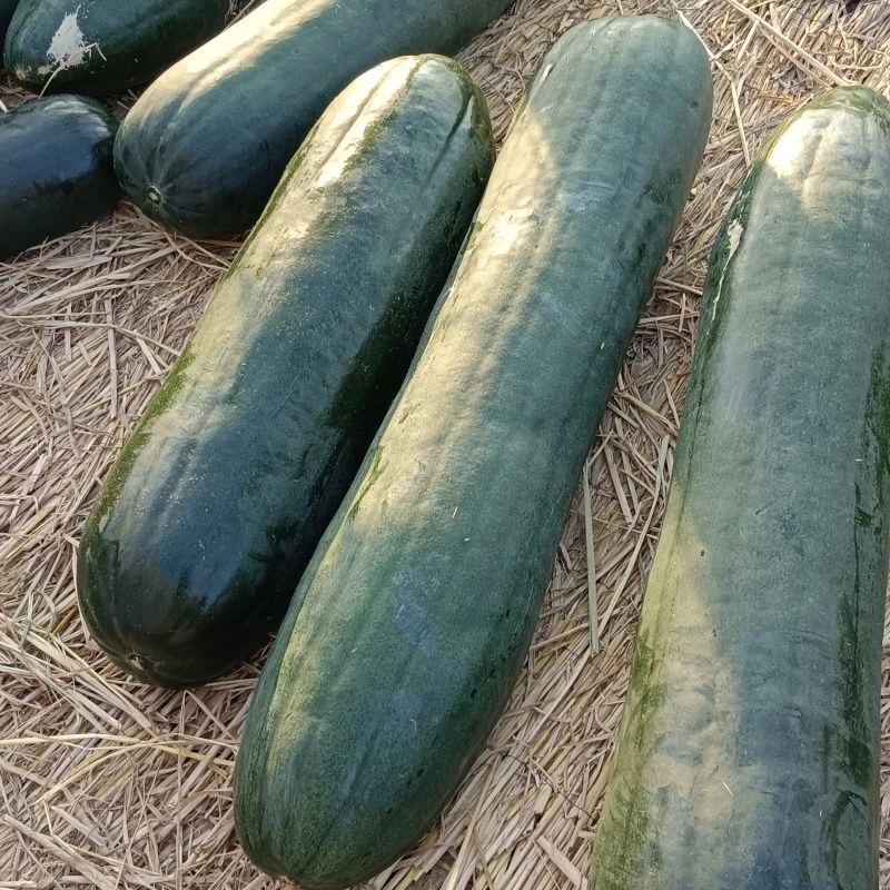 【全店满5包包邮】黑皮冬瓜种子满地爬不搭架早熟高产田园蔬菜种子