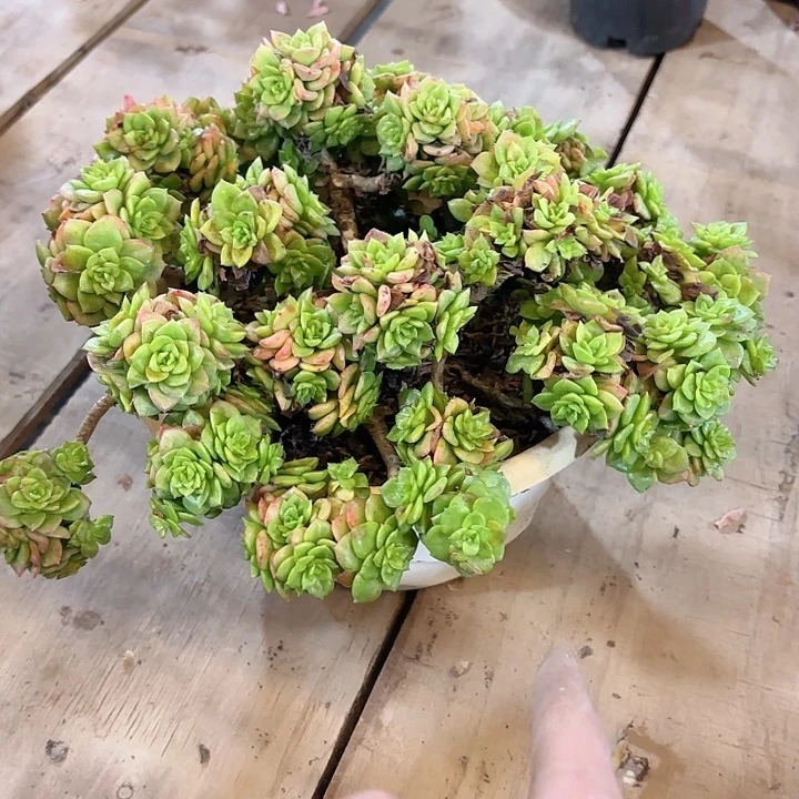 腊牡丹老庄多肉无砍群