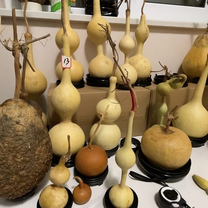 文玩葫芦种子葫芦