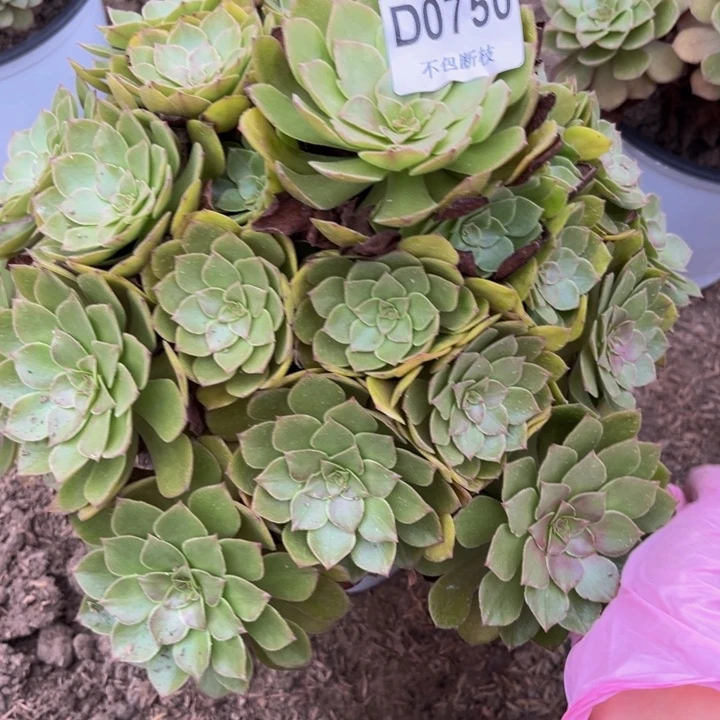 750桃花石多肉法师不包断枝