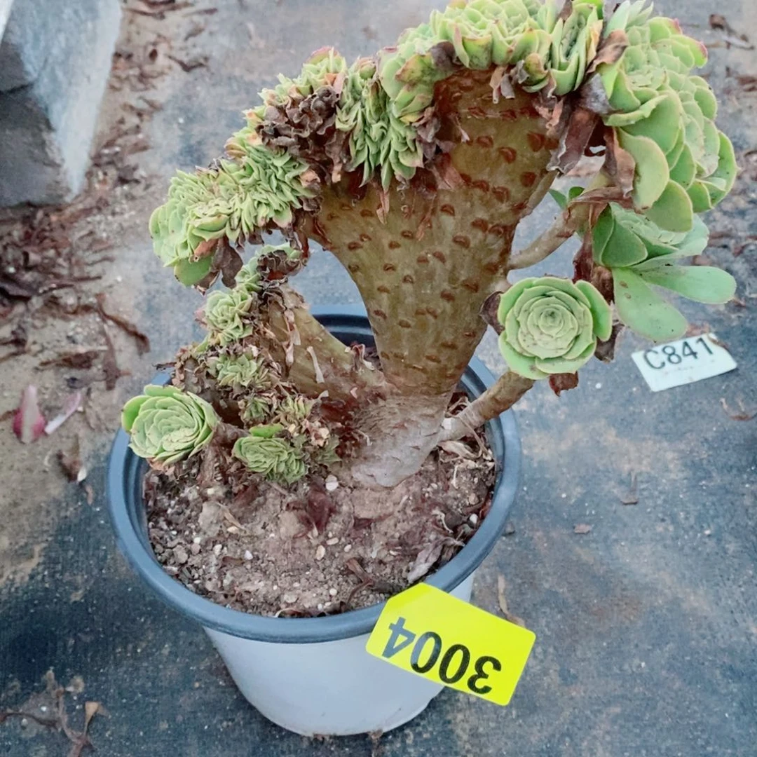绿羊绒缀化3004多肉