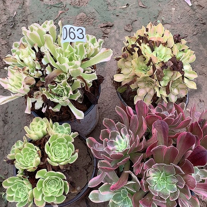 无花朵063四颗多肉植物组合