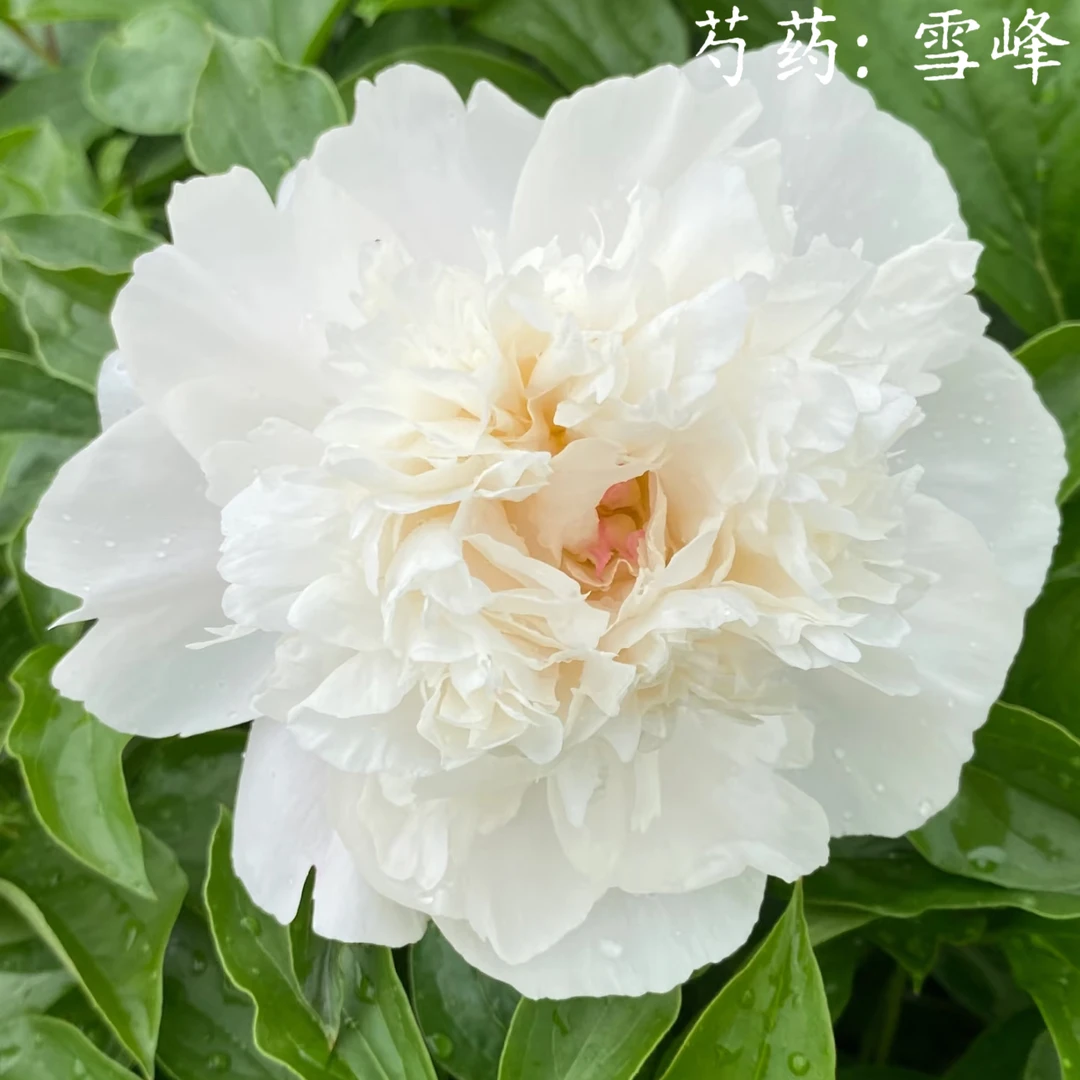芍药【雪峰】先发肥料秋季发苗