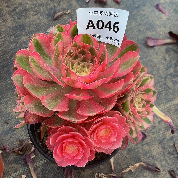 046倾城多肉8888888