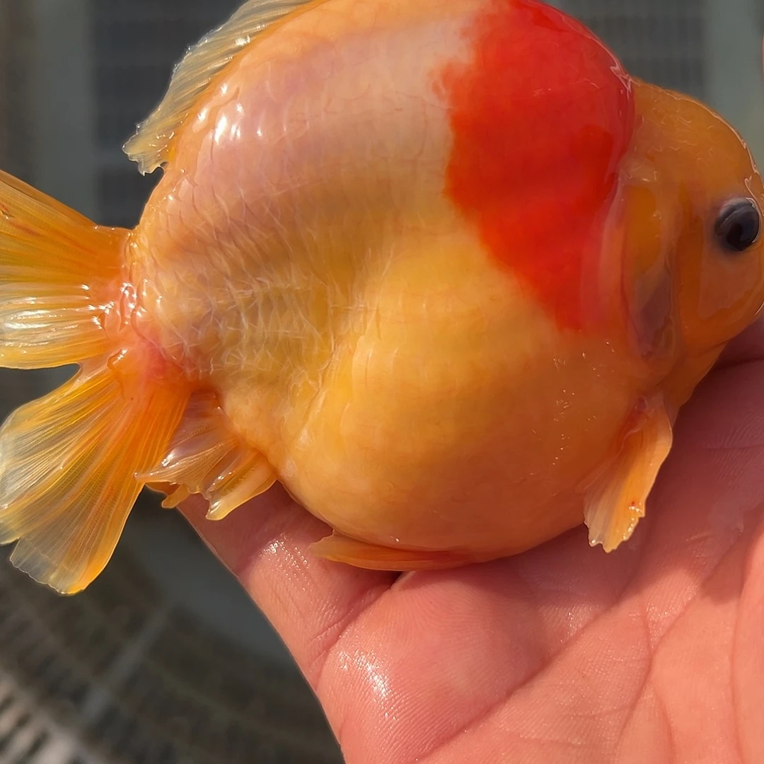 金鱼短尾将军泰狮