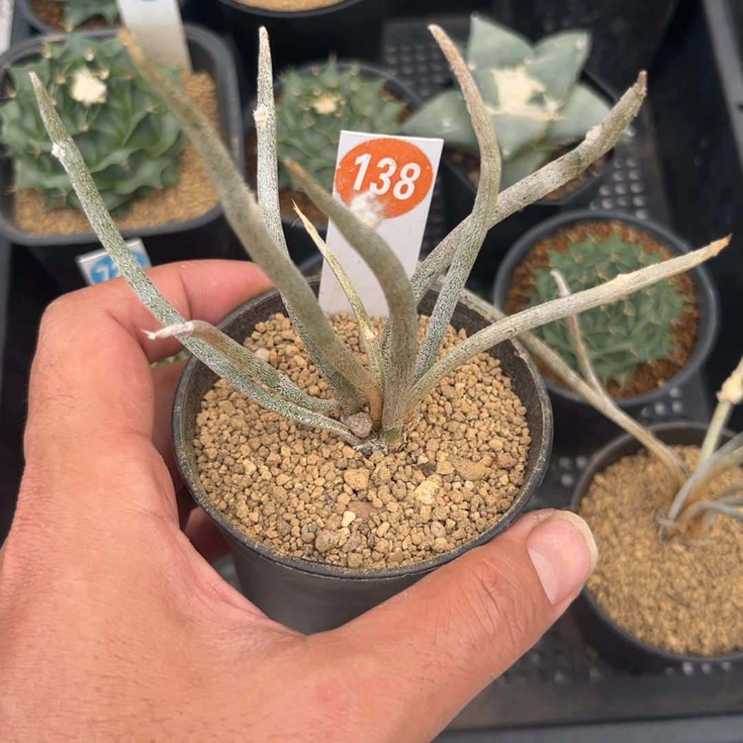 138实生美杜莎带盆带土