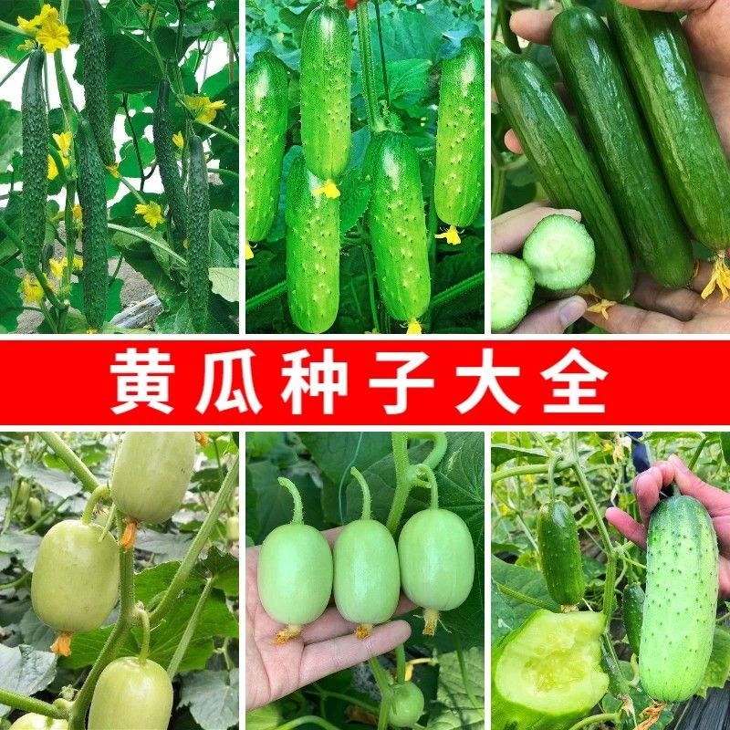 【五袋包邮】水果黄瓜种子脆甜无架满地爬南北方阳台盆栽庭院蔬菜种