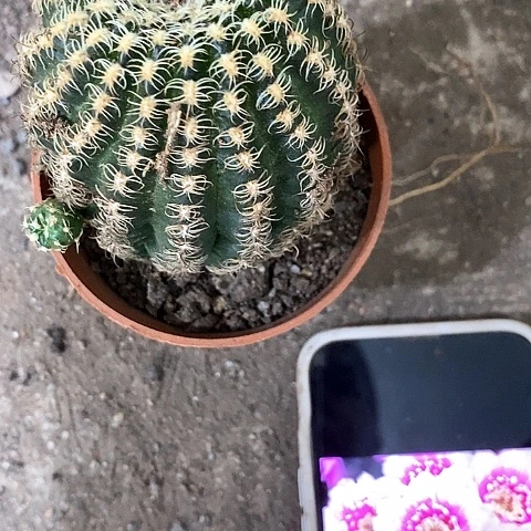 魅影清仓瑕疵，5公分左右