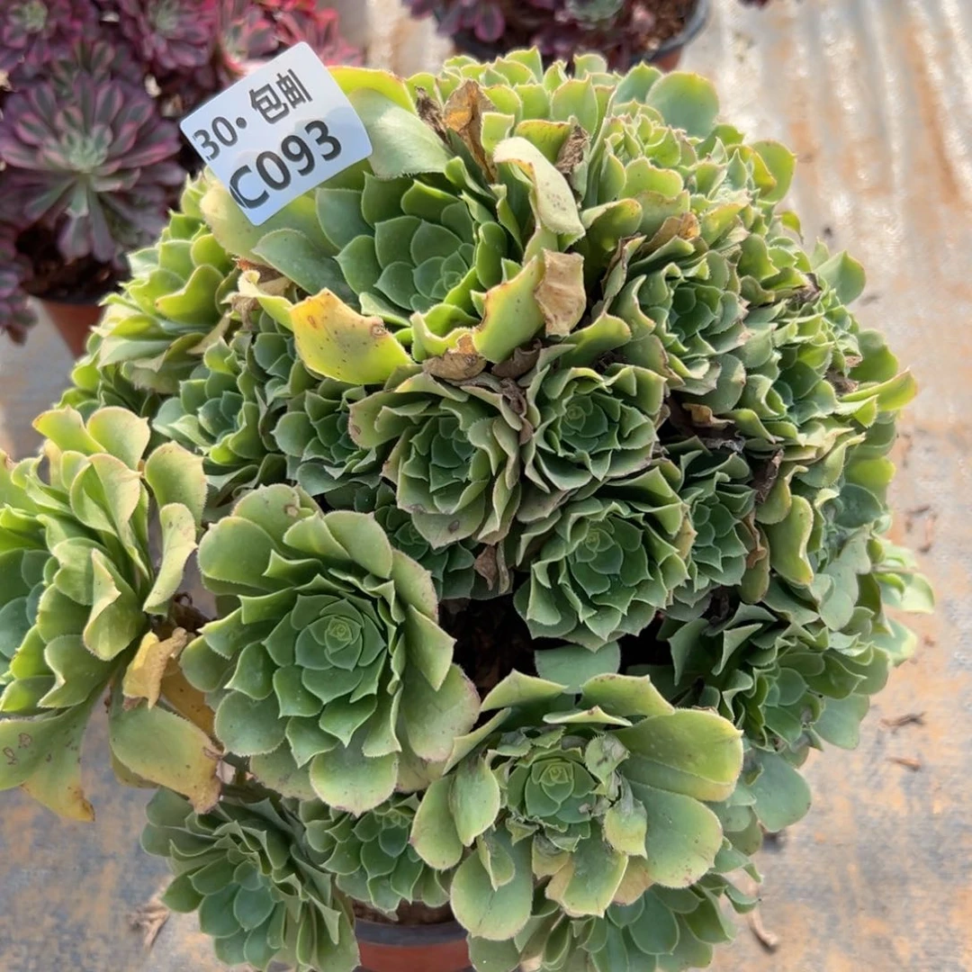 093 多肉法师处理微瑕