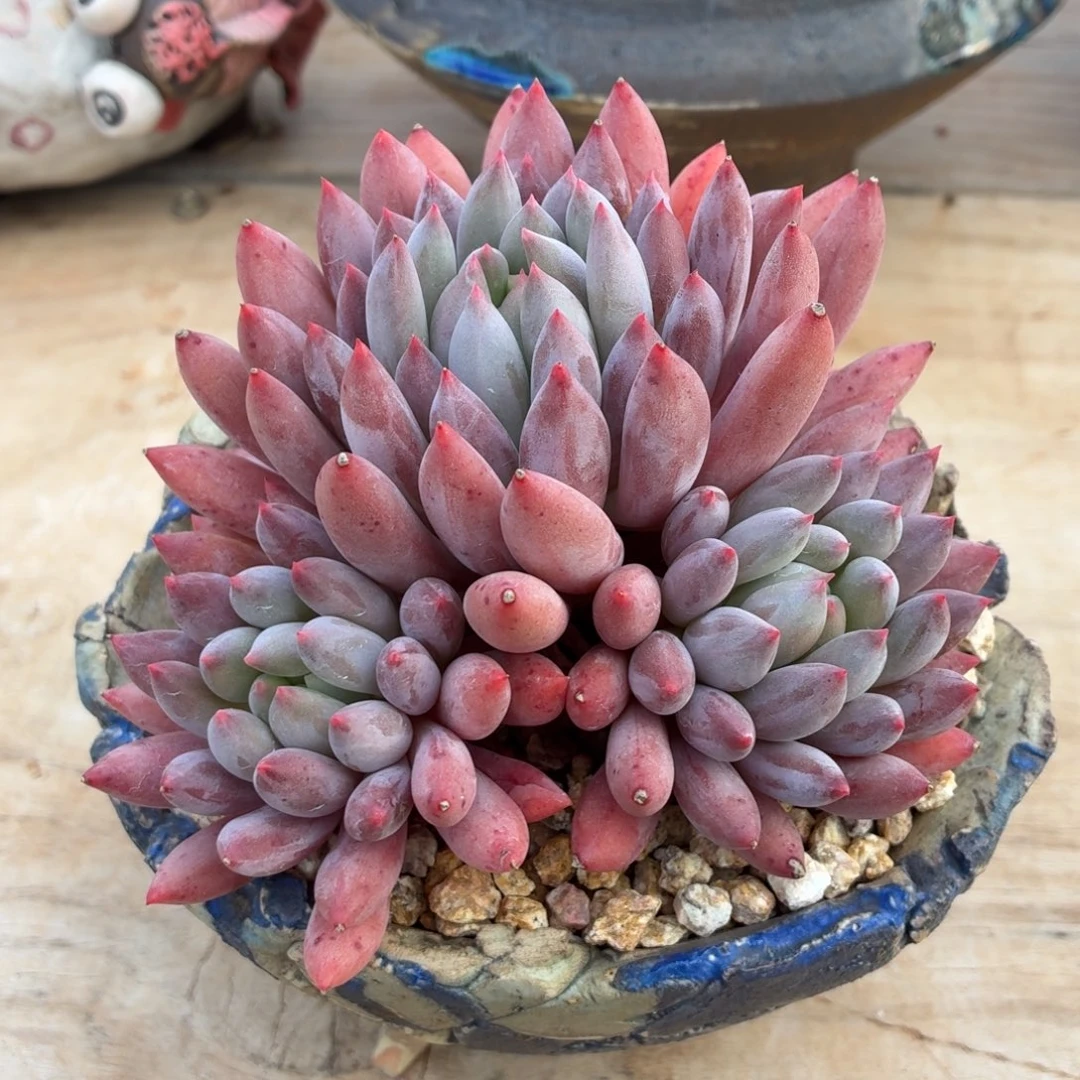 多肉植物 所罗门-4