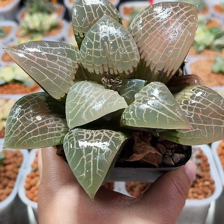 十二卷多肉粉玻璃