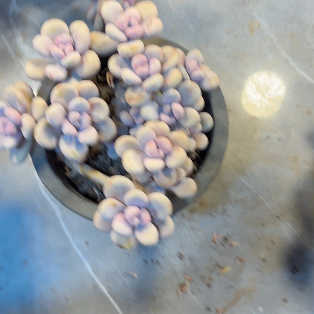 a**丸一颗手捧圆叶桃蛋多肉植物