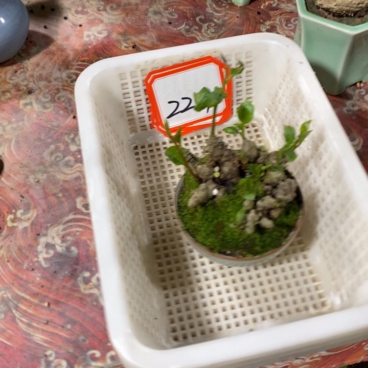 冷***娃无花朵退款拉黑拉黑224