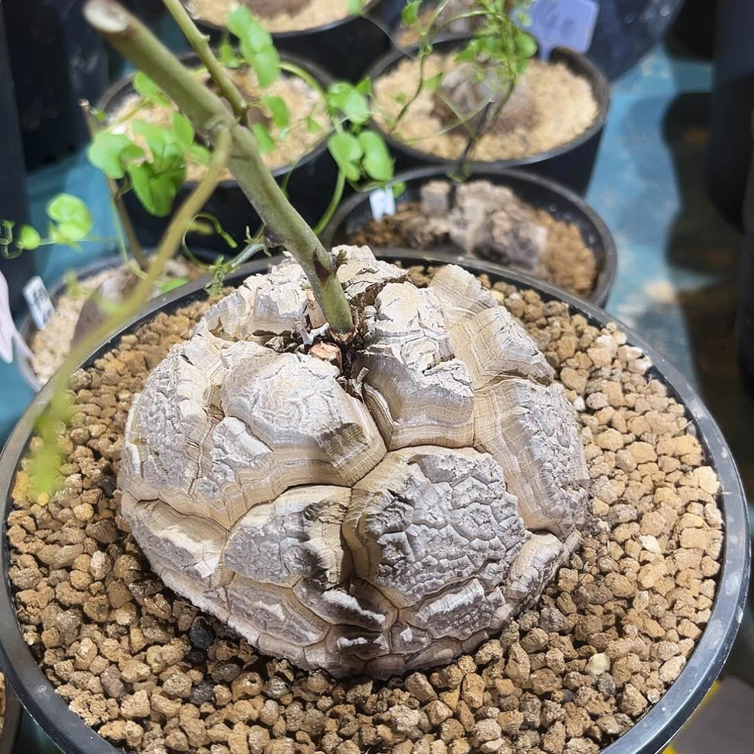 673龟甲龙5757898