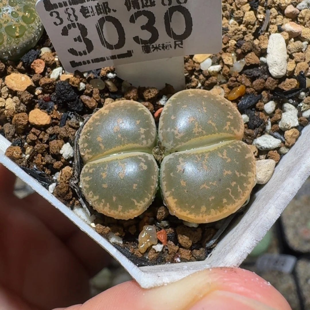 绝绝绝子生石花3030