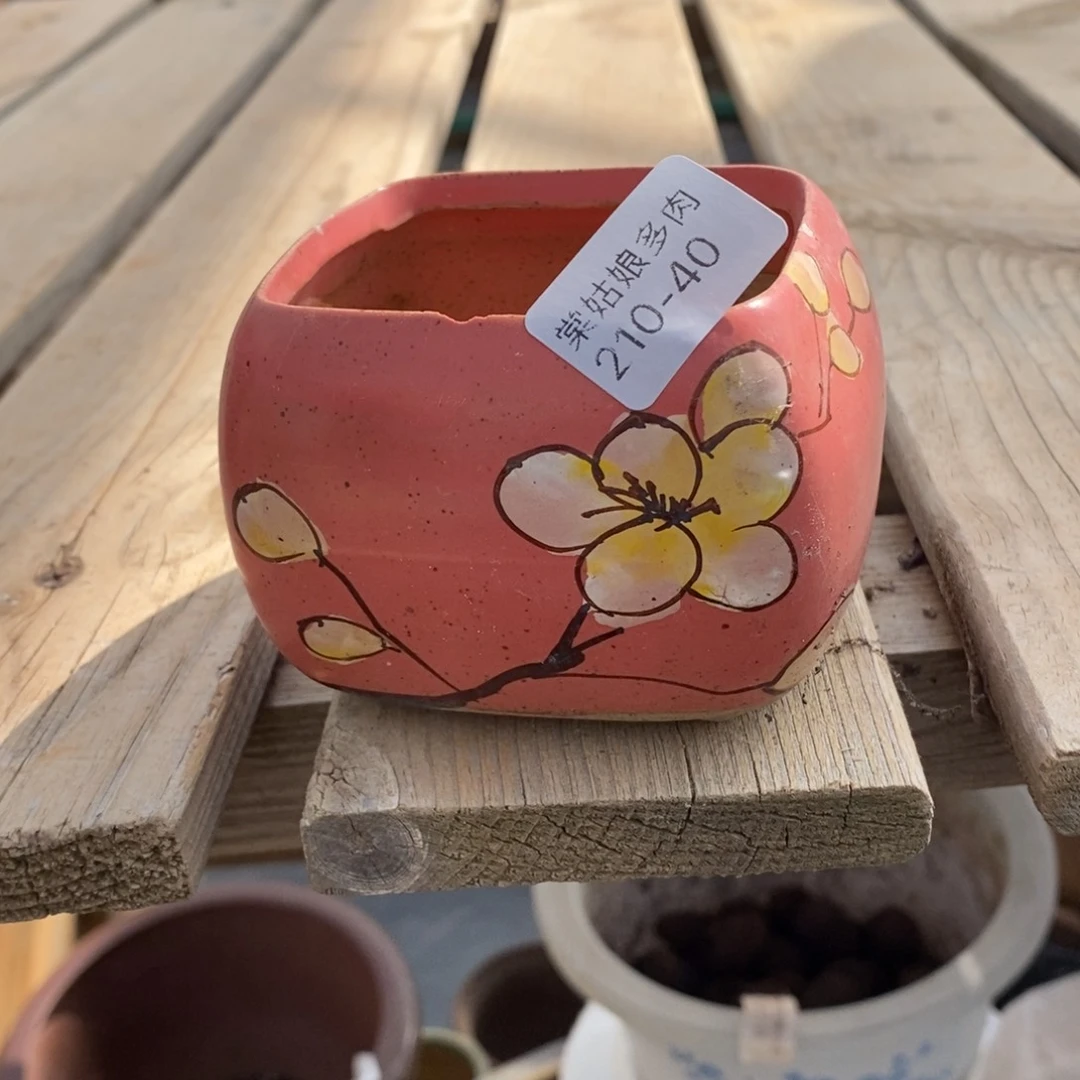 40号多肉盆一个呀