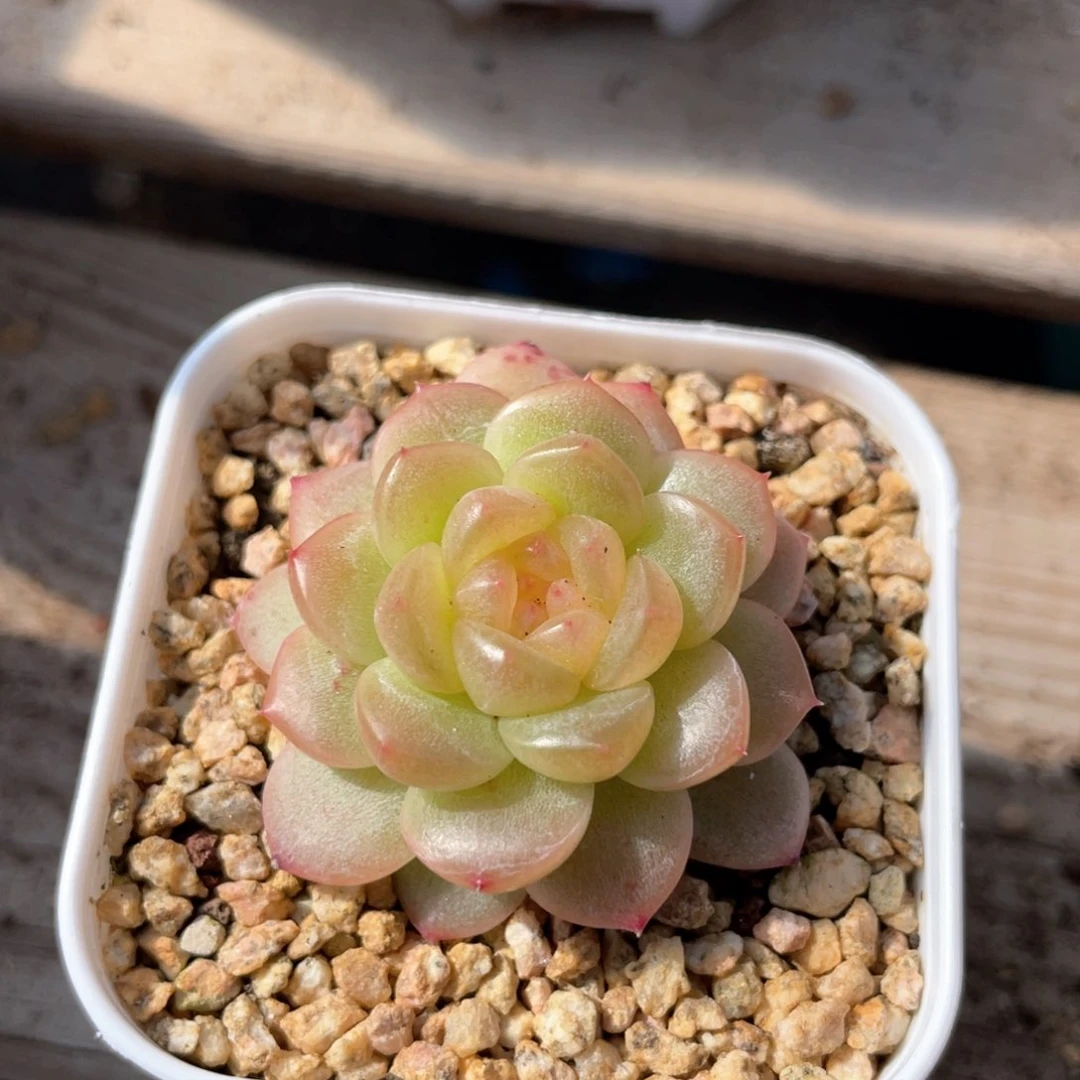 优选青提福利1226