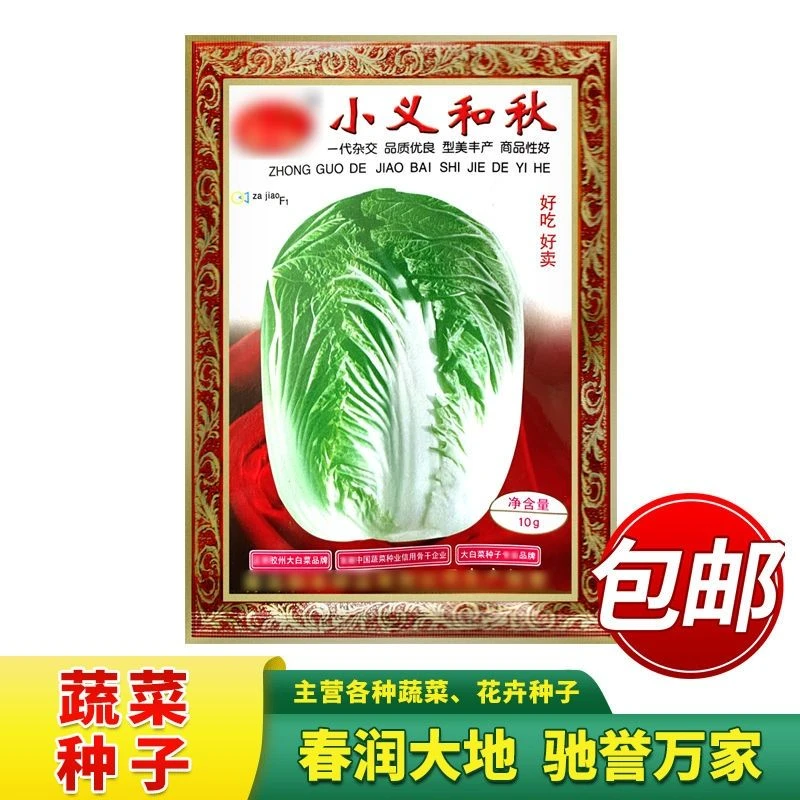 【大包装】正宗小义和秋大白菜种子一代杂交丰产耐储贮高产抗病