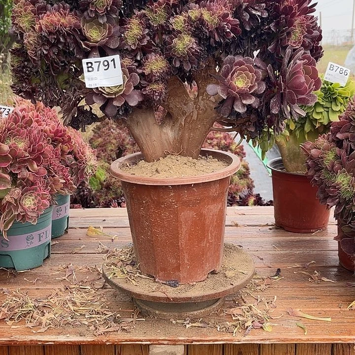 791欧紫缀包邮法师