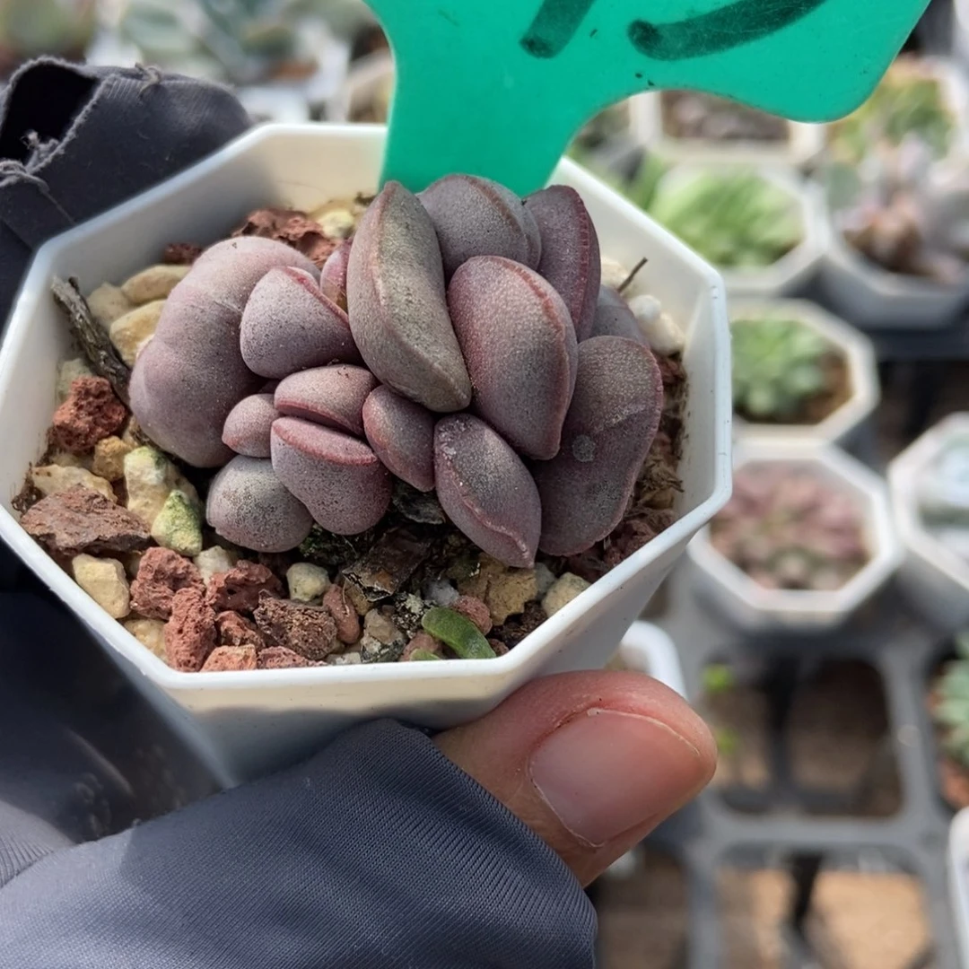 1873红蛋多肉植物