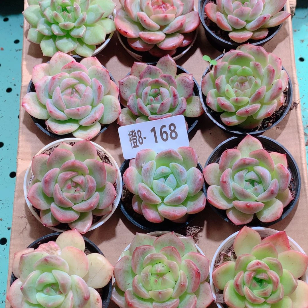 8-168一物一拍多肉带盆18颗