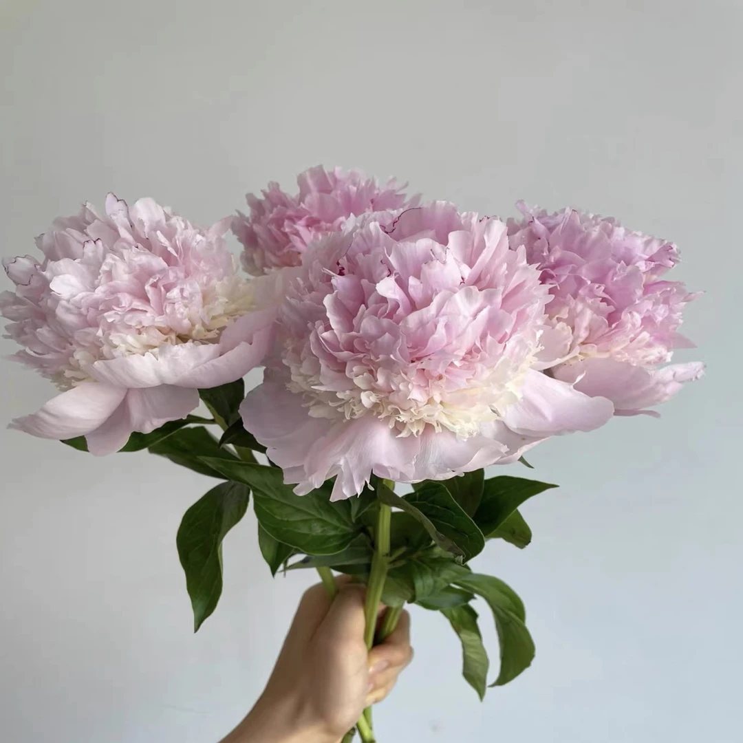 天使脸颊 进口芍药花苗正宗菏泽观赏千层芍药精品芍药苗